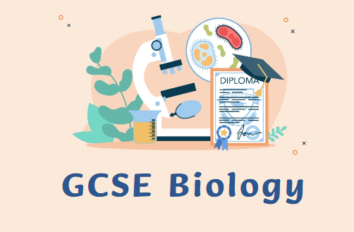 GCSE生物课程学什么？如何学好GCSE生物？